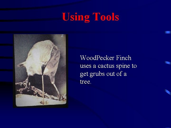 Using Tools Wood. Pecker Finch uses a cactus spine to get grubs out of