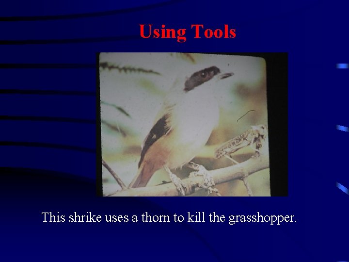 Using Tools This shrike uses a thorn to kill the grasshopper. 
