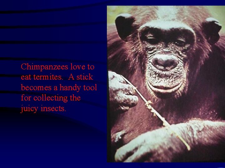 Chimpanzees love to eat termites. A stick becomes a handy tool for collecting the