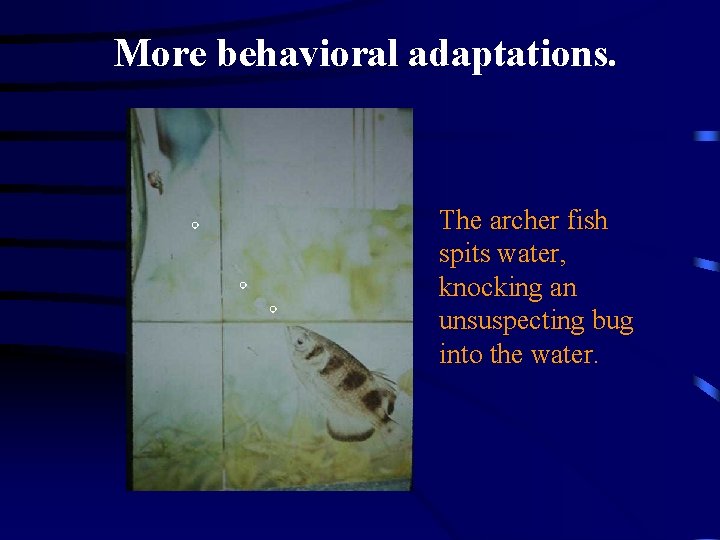 More behavioral adaptations. The archer fish spits water, knocking an unsuspecting bug into the