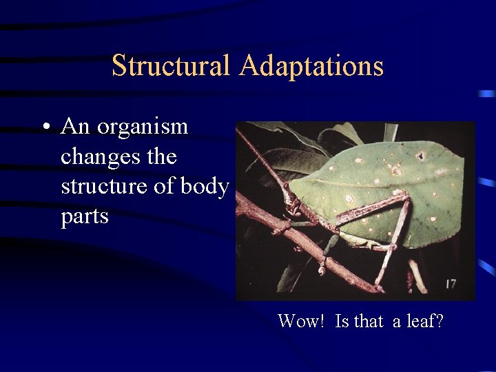 Structural Adaptations • An organism changes the structure of body parts Wow! Is that