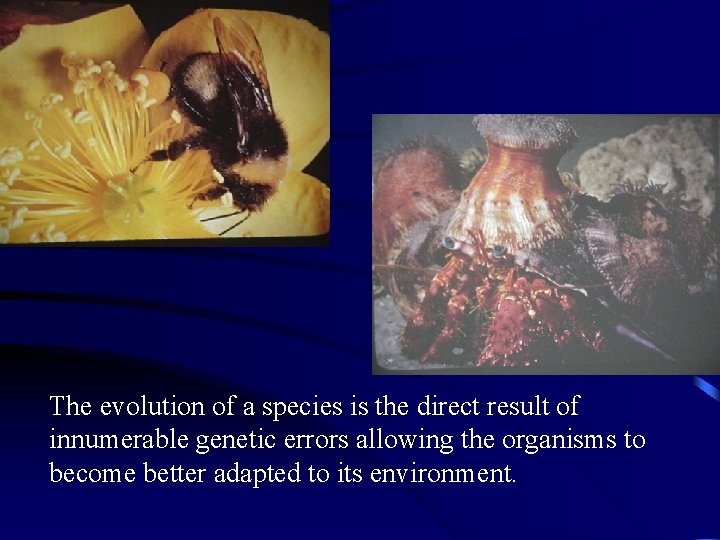 The evolution of a species is the direct result of innumerable genetic errors allowing