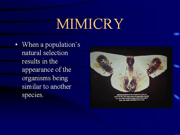 MIMICRY • When a population’s natural selection results in the appearance of the organisms