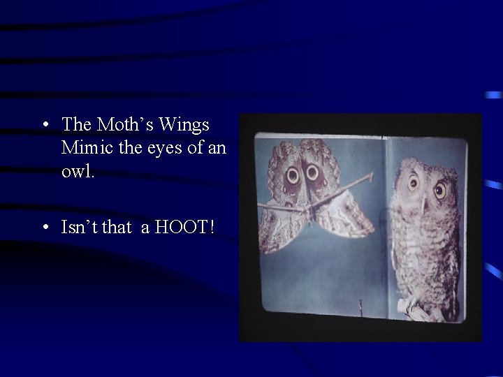  • The Moth’s Wings Mimic the eyes of an owl. • Isn’t that