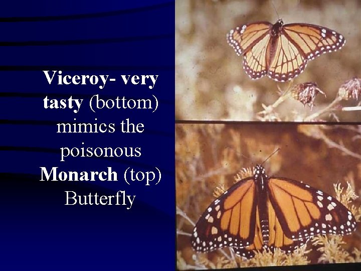 Viceroy- very tasty (bottom) mimics the poisonous Monarch (top) Butterfly 