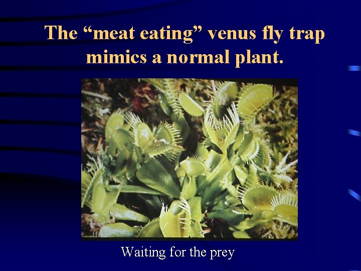 The “meat eating” venus fly trap mimics a normal plant. Waiting for the prey
