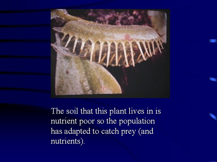 The soil that this plant lives in is nutrient poor so the population has