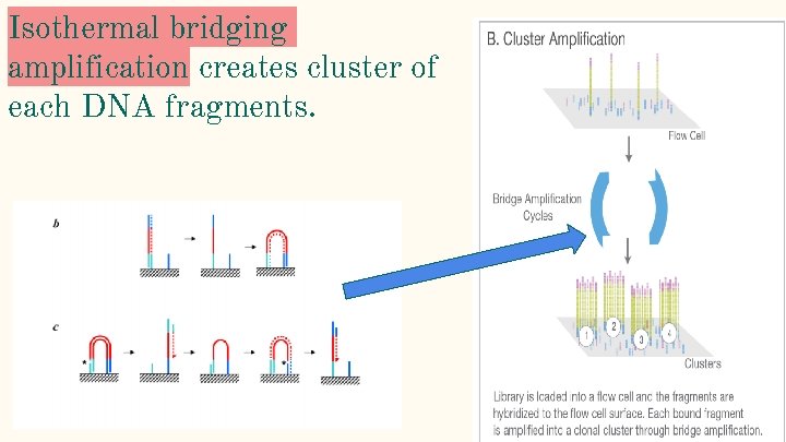 Isothermal bridging amplification creates cluster of each DNA fragments. 