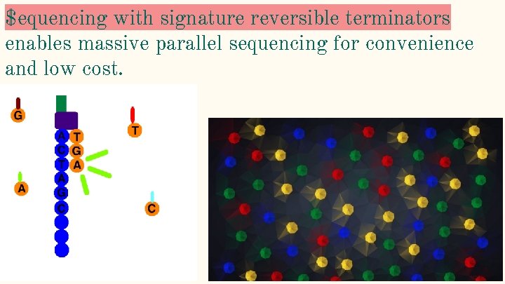 $equencing with signature reversible terminators enables massive parallel sequencing for convenience and low cost.