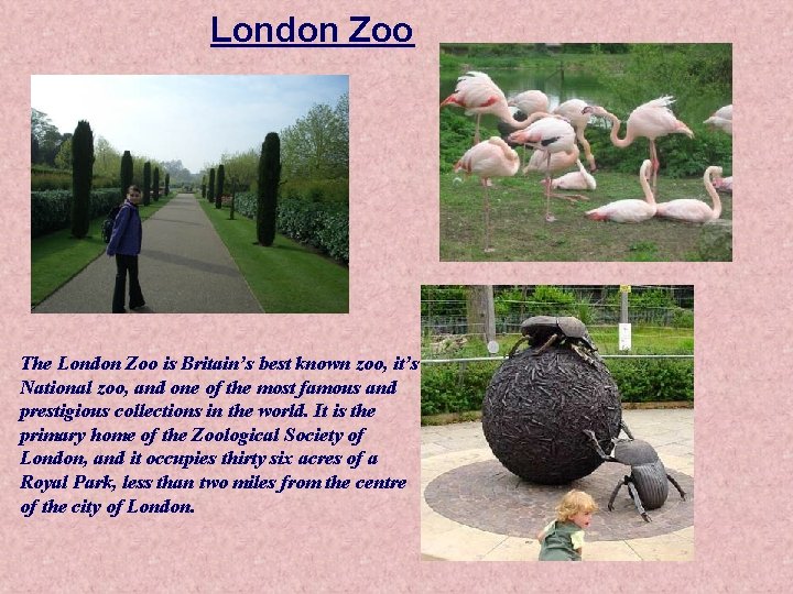 London Zoo The London Zoo is Britain’s best known zoo, it’s National zoo, and