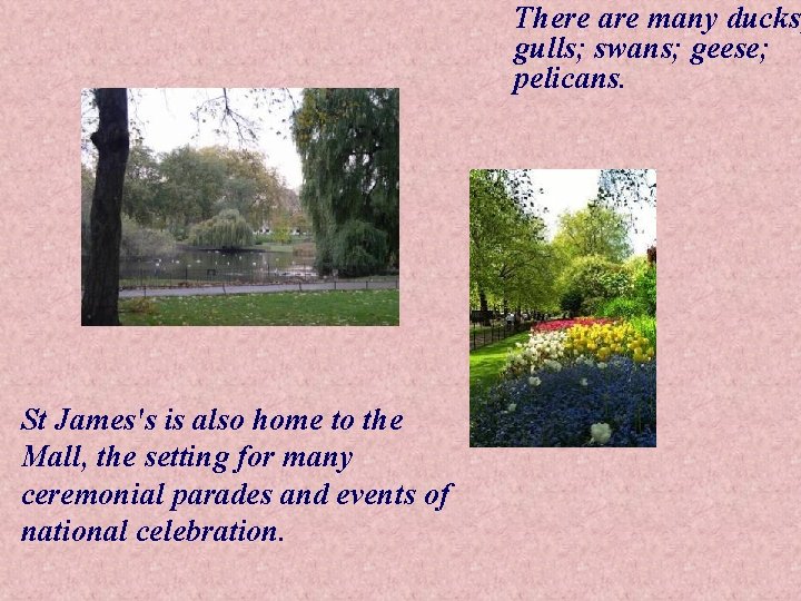 There are many ducks; gulls; swans; geese; pelicans. St James's is also home to