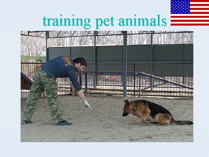 training pet animals 