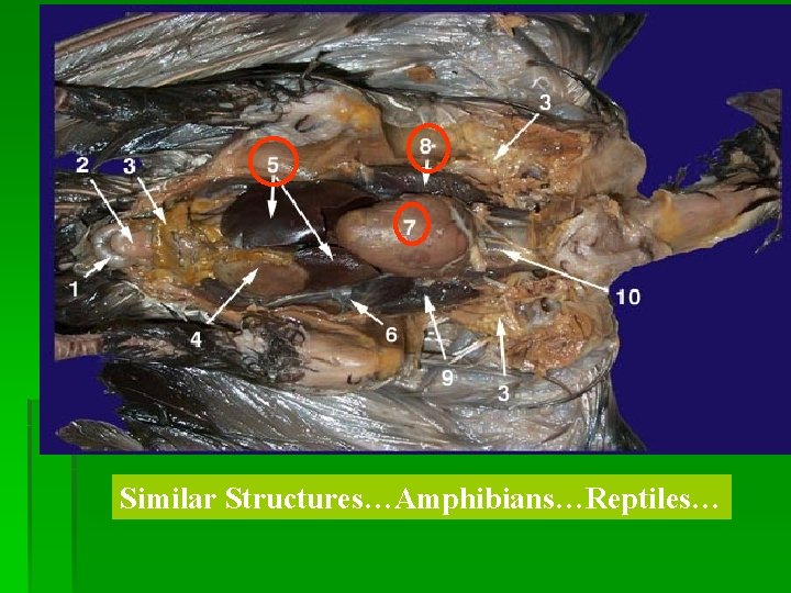 Similar Structures…Amphibians…Reptiles… 