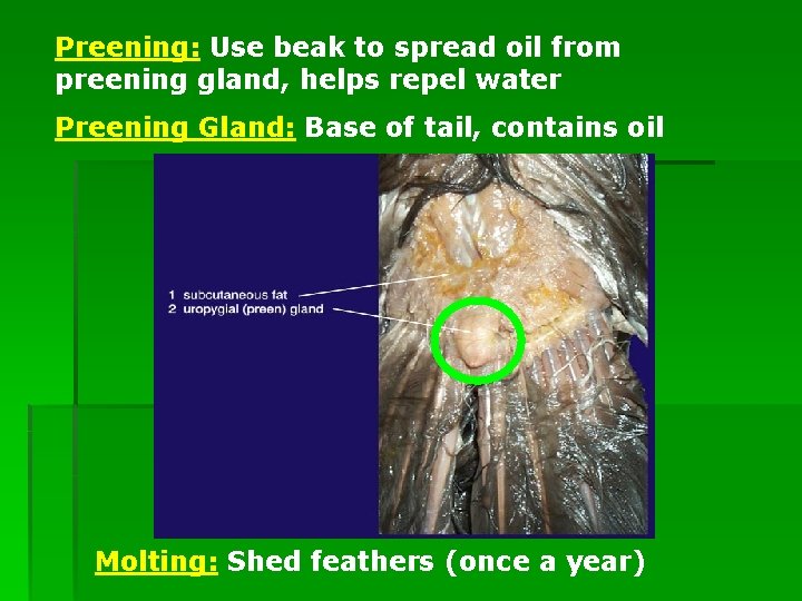 Preening: Use beak to spread oil from preening gland, helps repel water Preening Gland: