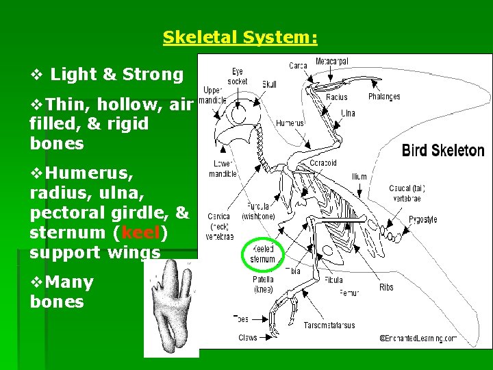 Skeletal System: v Light & Strong v. Thin, hollow, air filled, & rigid bones