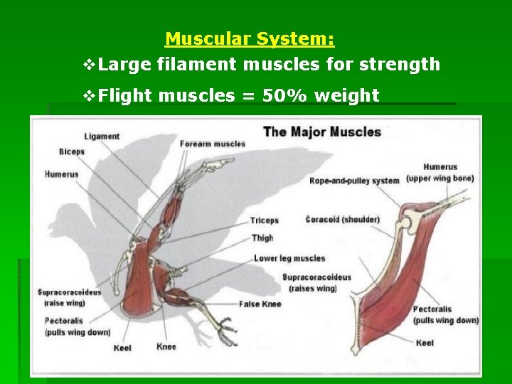 Muscular System: v. Large filament muscles for strength v. Flight muscles = 50% weight