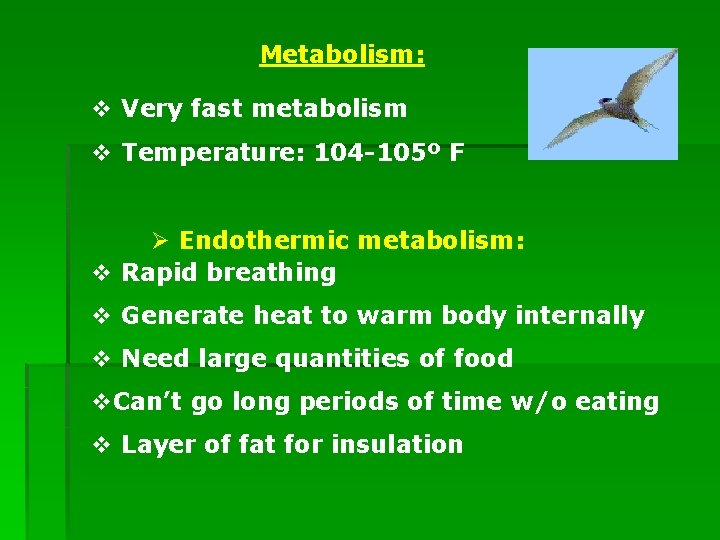 Metabolism: v Very fast metabolism v Temperature: 104 -105º F Ø Endothermic metabolism: v