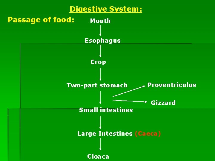 Digestive System: Passage of food: Mouth Esophagus Crop Two-part stomach Small intestines Proventriculus Gizzard