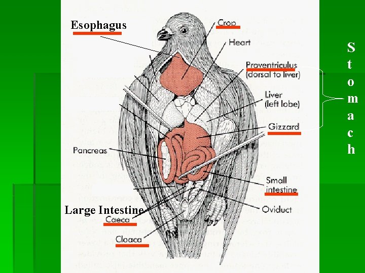 Esophagus S t o m a c h Large Intestine 