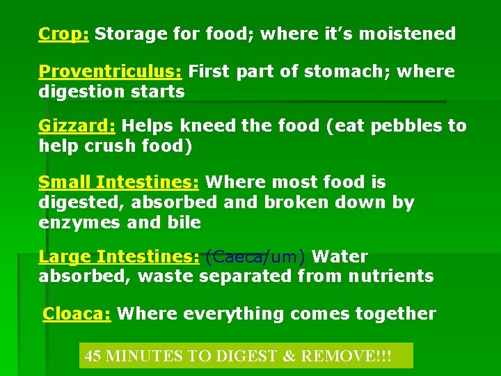 Crop: Storage for food; where it’s moistened Proventriculus: First part of stomach; where digestion