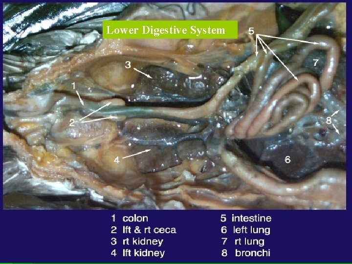 Lower Digestive System 