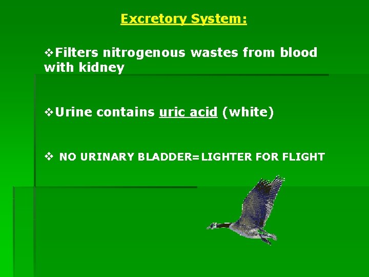 Excretory System: v. Filters nitrogenous wastes from blood with kidney v. Urine contains uric