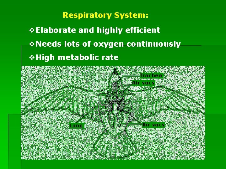 Respiratory System: v. Elaborate and highly efficient v. Needs lots of oxygen continuously v.