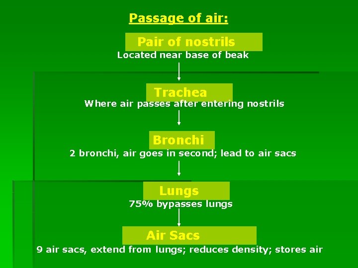 Passage of air: Pair of nostrils Located near base of beak Trachea Where air