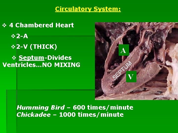 Circulatory System: v 4 Chambered Heart v 2 -A v 2 -V (THICK) v