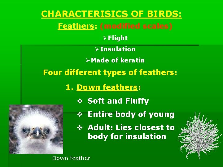CHARACTERISICS OF BIRDS: Feathers: (modified scales) ØFlight ØInsulation ØMade of keratin Four different types