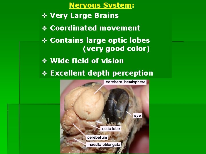 Nervous System: v Very Large Brains v Coordinated movement v Contains large optic lobes