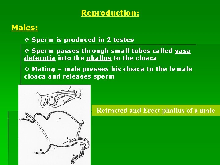 Reproduction: Males: v Sperm is produced in 2 testes v Sperm passes through small