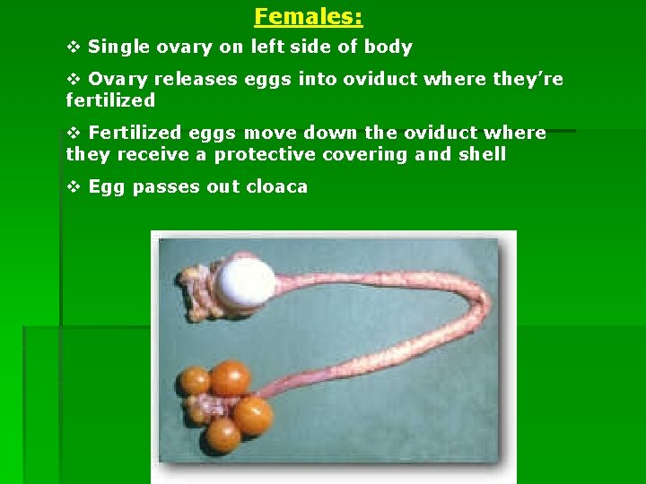 Females: v Single ovary on left side of body v Ovary releases eggs into