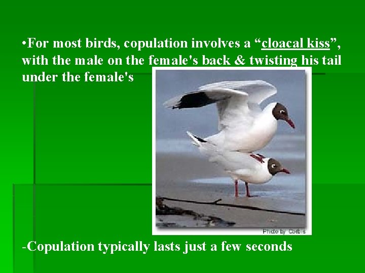  • For most birds, copulation involves a “cloacal kiss”, with the male on