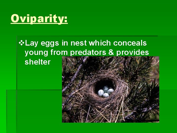 Oviparity: v. Lay eggs in nest which conceals young from predators & provides shelter