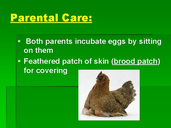 Parental Care: § Both parents incubate eggs by sitting on them § Feathered patch