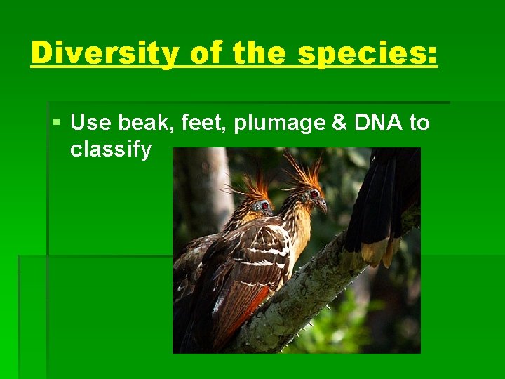 Diversity of the species: § Use beak, feet, plumage & DNA to classify 