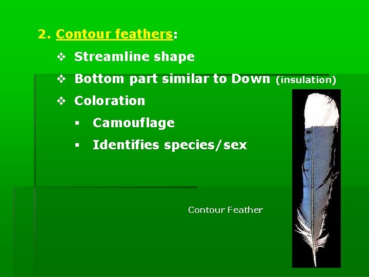 2. Contour feathers: v Streamline shape v Bottom part similar to Down v Coloration