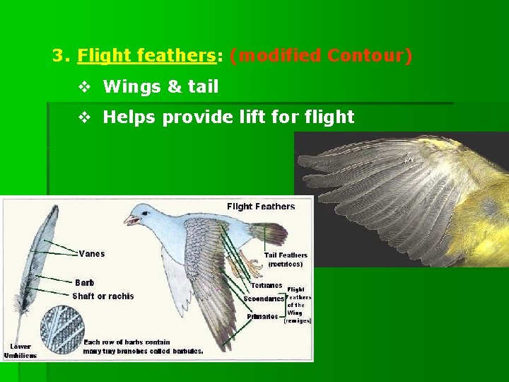 3. Flight feathers: (modified Contour) v Wings & tail v Helps provide lift for