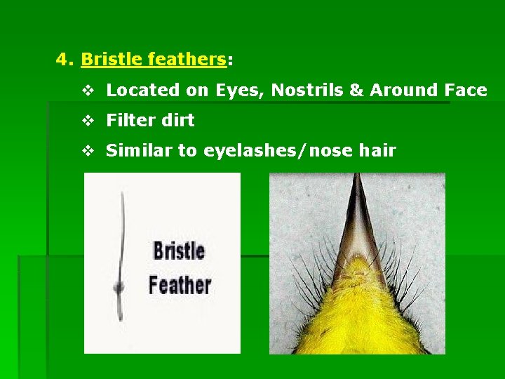 4. Bristle feathers: v Located on Eyes, Nostrils & Around Face v Filter dirt