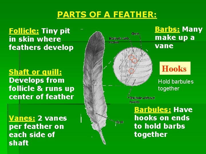 PARTS OF A FEATHER: Follicle: Tiny pit in skin where feathers develop Shaft or