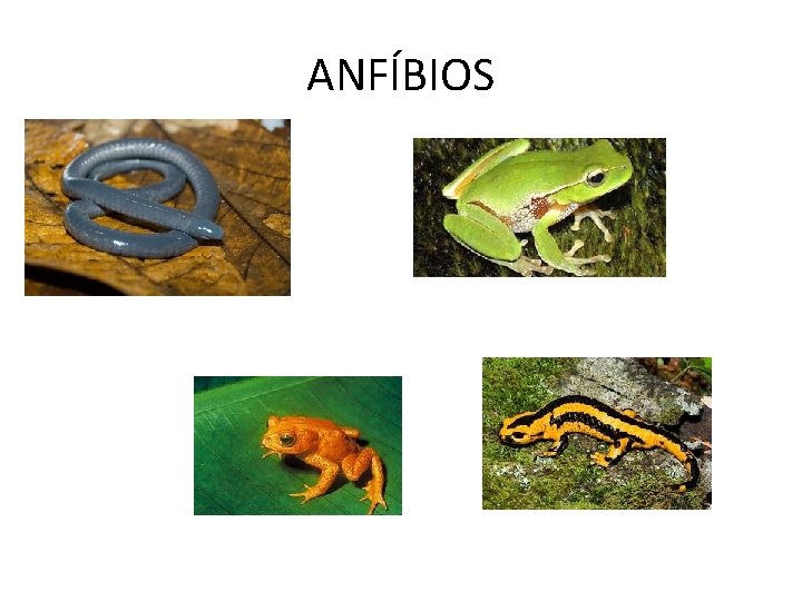 ANFÍBIOS 