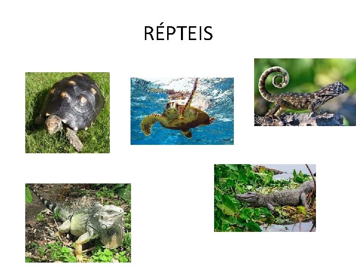 RÉPTEIS 