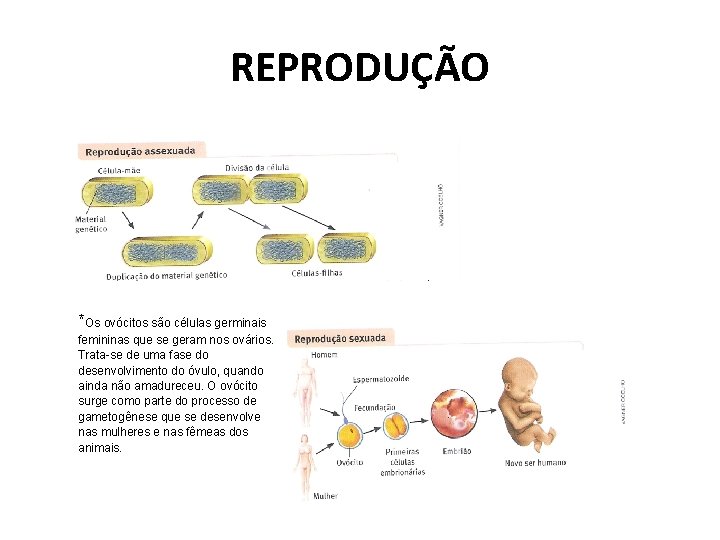 REPRODUÇÃO *Os ovócitos são células germinais femininas que se geram nos ovários. Trata-se de