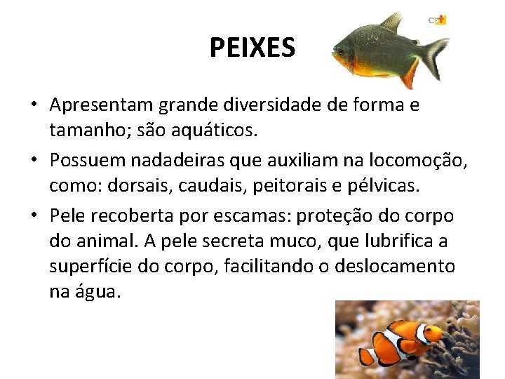 PEIXES • Apresentam grande diversidade de forma e tamanho; são aquáticos. • Possuem nadadeiras