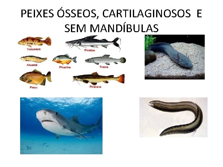 PEIXES ÓSSEOS, CARTILAGINOSOS E SEM MANDÍBULAS 