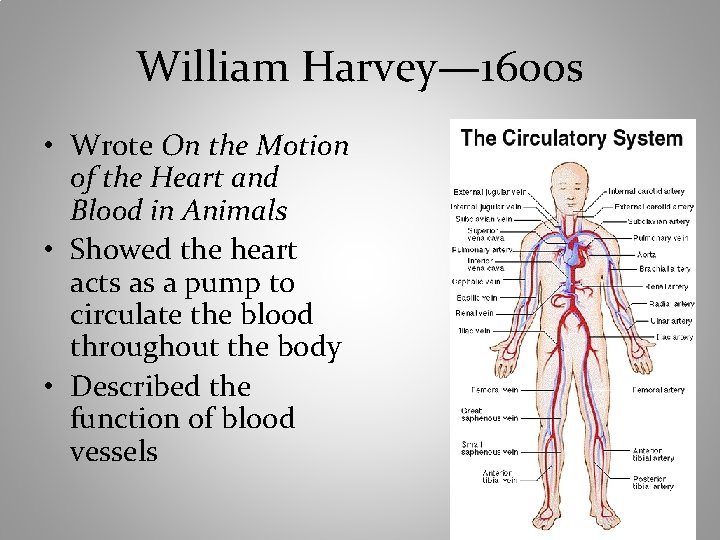 William Harvey— 1600 s • Wrote On the Motion of the Heart and Blood