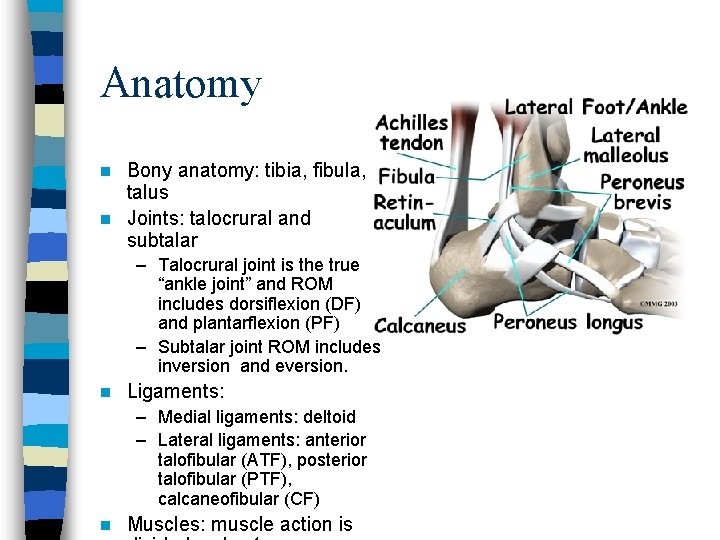 Anatomy Bony anatomy: tibia, fibula, talus n Joints: talocrural and subtalar n – Talocrural