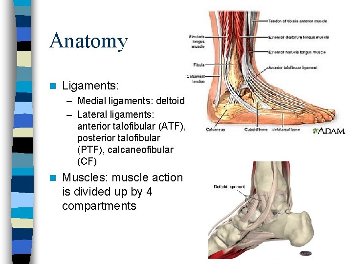 Anatomy n Ligaments: – Medial ligaments: deltoid – Lateral ligaments: anterior talofibular (ATF), posterior