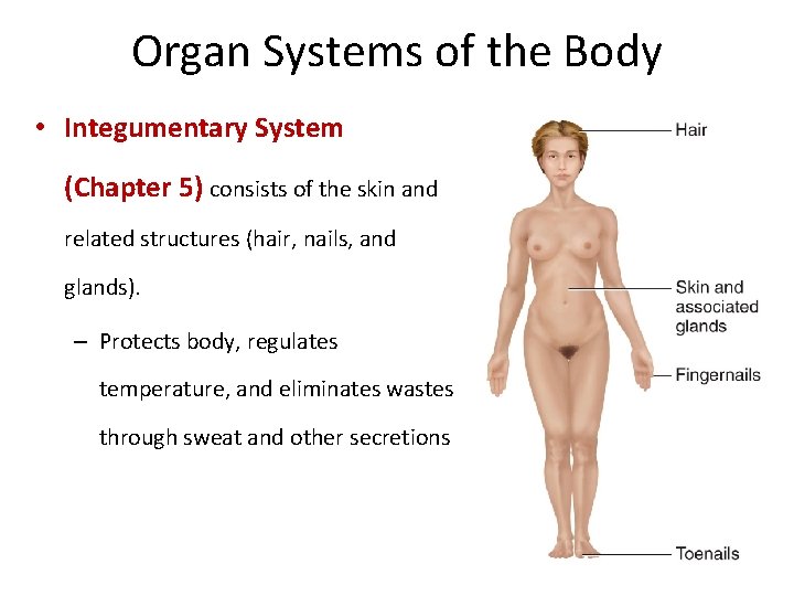 Organ Systems of the Body • Integumentary System (Chapter 5) consists of the skin